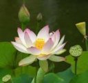 Image of Lotus flower